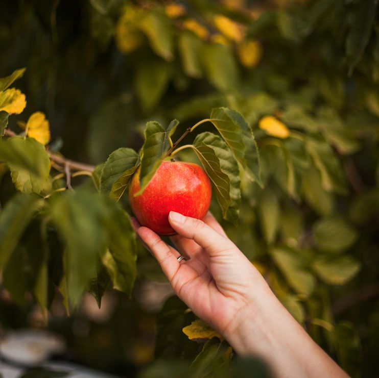 Apple picking turned into dessert fall activity 